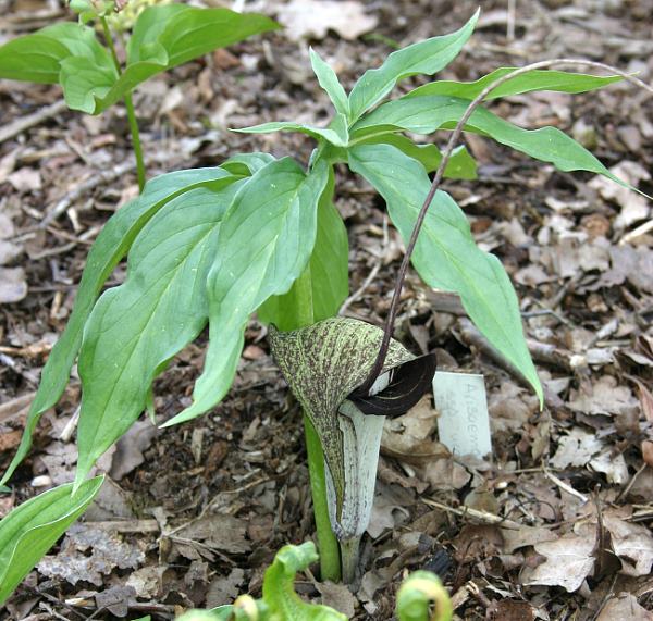 Araceae Aronstabgewächse ausser Arisaema
